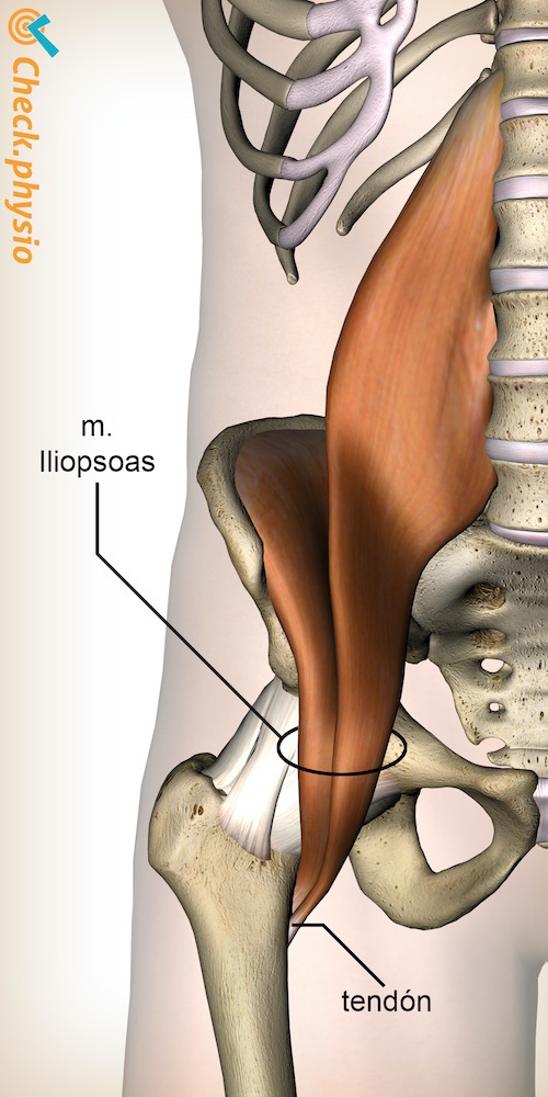 cadera iliopsoas psoas mayor músculo ilíaco anatomía