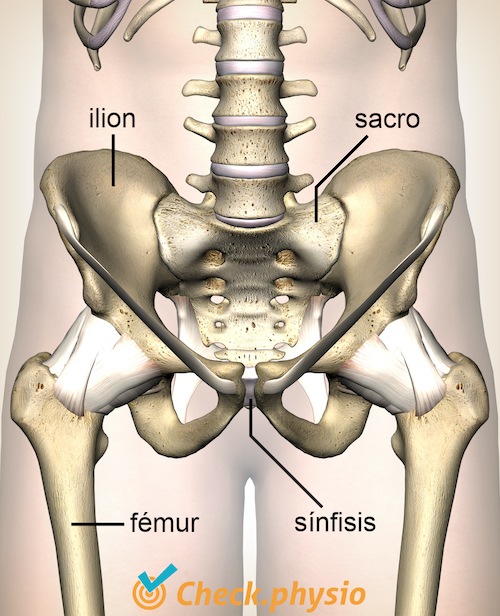 cadera articulación si ilion sacro sínfisis púbica fémur pelvis