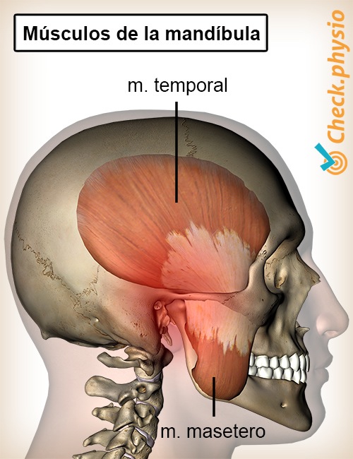 cabeza músculos temporal y masetero de la mandíbula