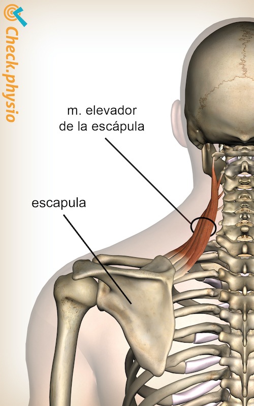 cabeza músculo elevador de la escápula del cuello