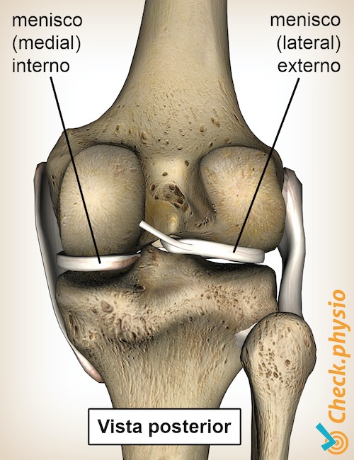 ligamentos de rodilla ligamento medial lateral de la rodilla vista posterior