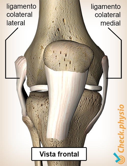 ligamentos de la rodilla ligamento medial lateral de la rodilla vista anterior