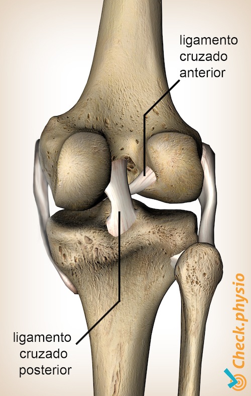 rodilla ligamento cruzado anterior y posterior