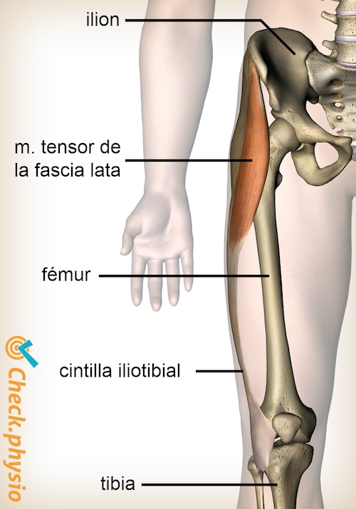 banda iliotibial de la rodilla tensor de la fascia lata músculo