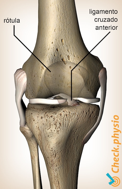 rodilla ligamento cruzado anterior