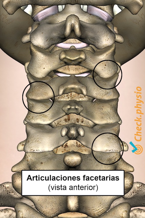 cuello articulaciones facetarias vista posterior cervical