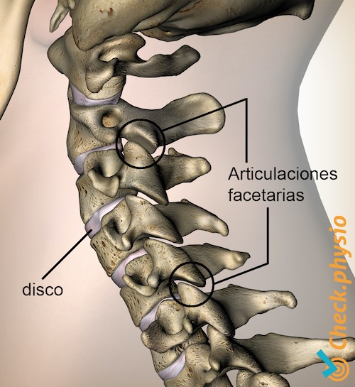 cuello articulaciones facetarias vista lateral disco