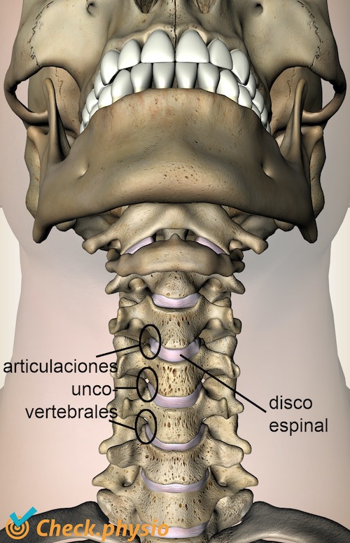 cuello articulación uncovertebral anatomía del disco intervertebral