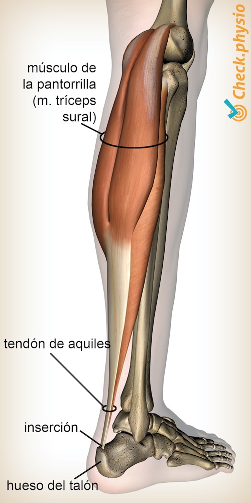 pantorilla tríceps sural músculo de la pantorrilla tendón de aquiles