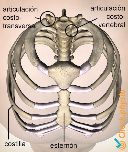 costillas vista superior del tórax articulación costovertebral articulación costotransversal