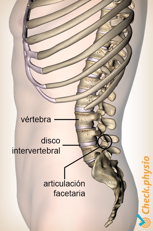 espalda articulación facetaria intervertebral vértebra discal vista lateral