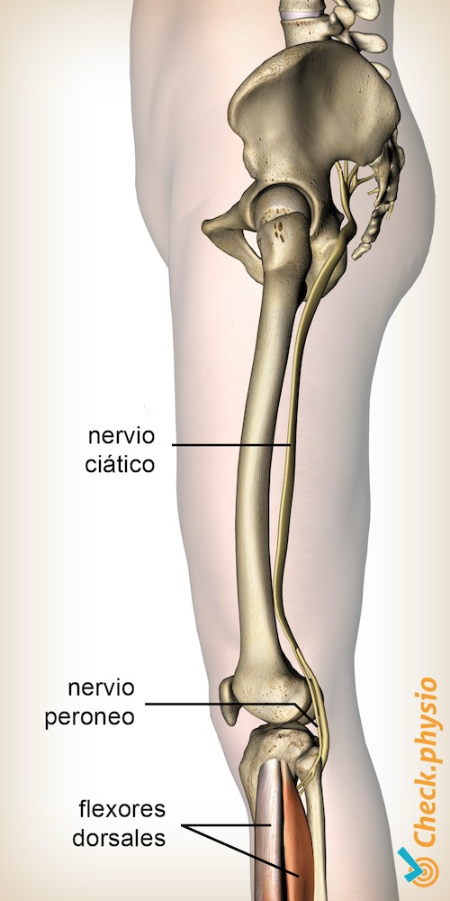 pierna origen nervio peroneo tibial isquiático
