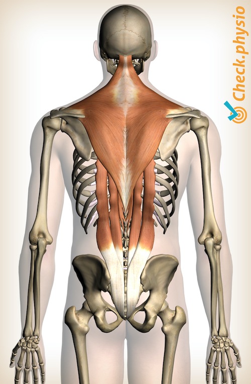 musculatura de la espalda músculos de la parte superior de la espalda músculos trapecio erector espinoso intercostal