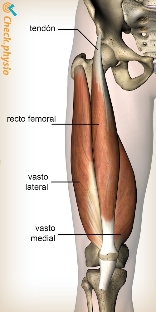 pierna músculo cuádriceps recto femoral vasto lateral medial anatomía