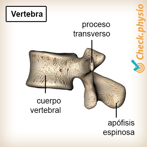 espalda vértebra anatomía cuerpo vertebral apófisis espinosa transversa