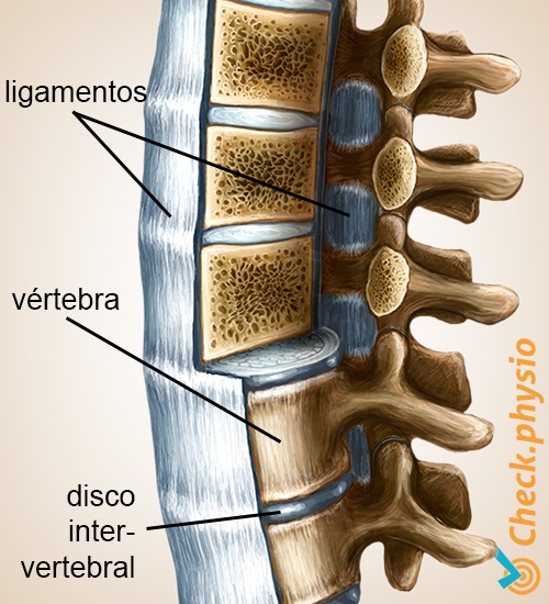 espalda columna vertebral columna vertebral ligamentos