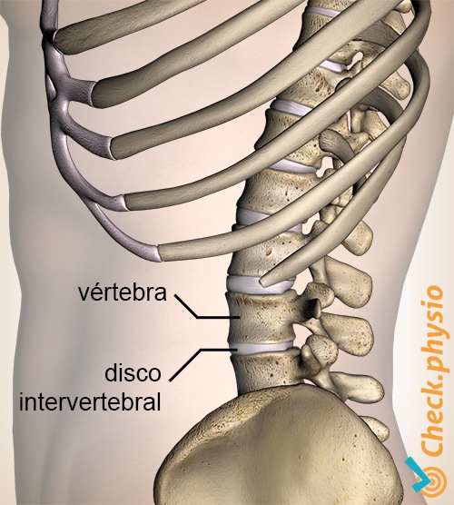 espalda columna vertebral columna vertebra disco intervertebral vista lateral