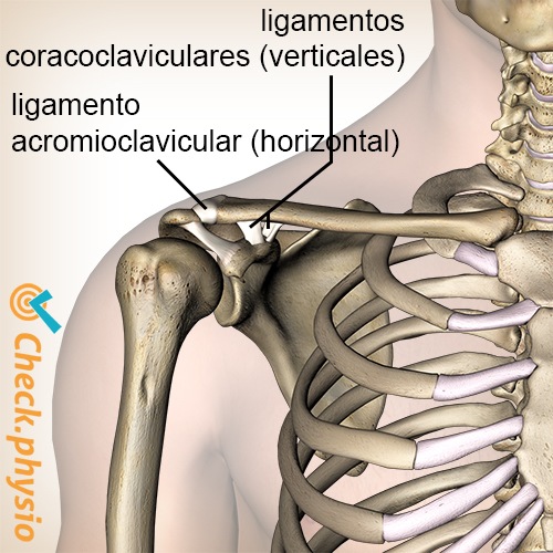 hombro articulación acromioclavicular articulación ac coracoclavicular trapezoide ligamento conoide