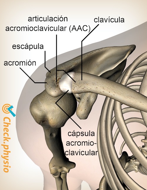 hombro articulación acromioclavicular articulación ac ligamento superior