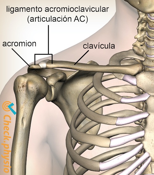 hombro articulación acromioclavicular ac ligamento anterior
