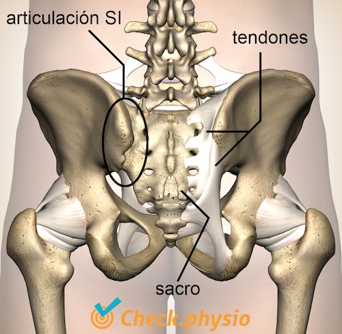 pelvis vista posterior cápsula articulación si ligamentos