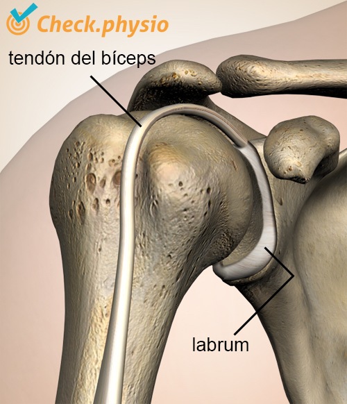 hombro labrum bíceps tendón
