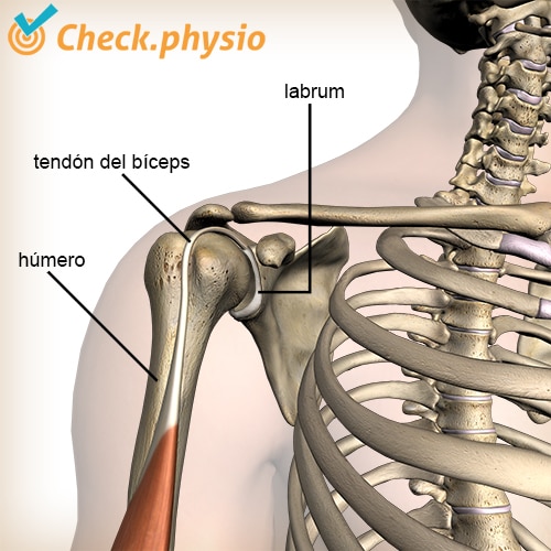 hombro labrum bíceps