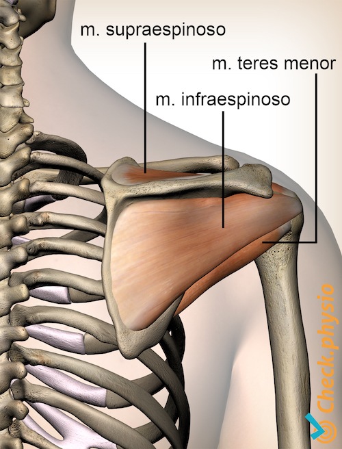 hombro músculos del manguito rotador espalda supraespinoso infraespinoso teres menor