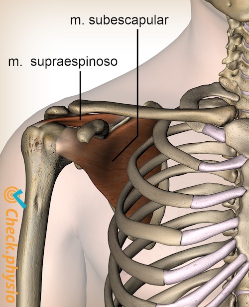 hombro músculos del manguito rotador supraespinoso subescapular anterior