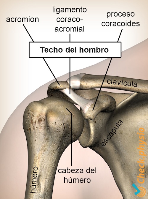 techo del hombro apófisis coracoides ligamento coracoacromial cabeza humeral