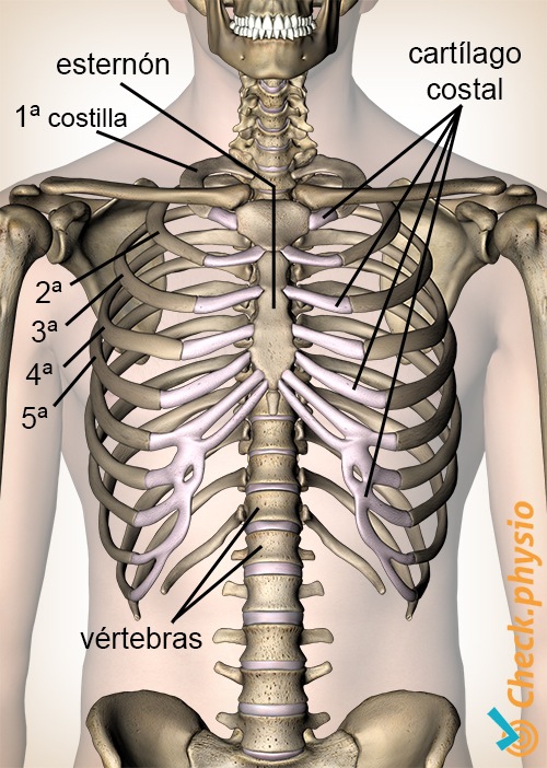 síndrome de tietze costocondritis anatomía costillas cartílago costal