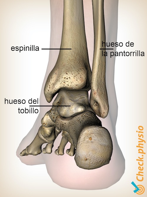 pie anatomía posterior tibia y peroné