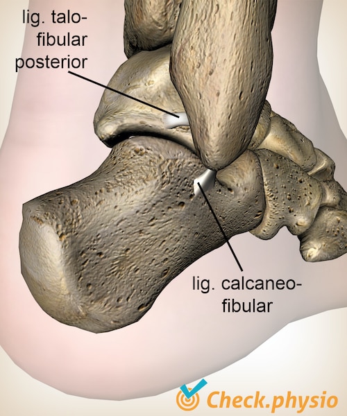 pie tobillo tobillo lateral ligamentos