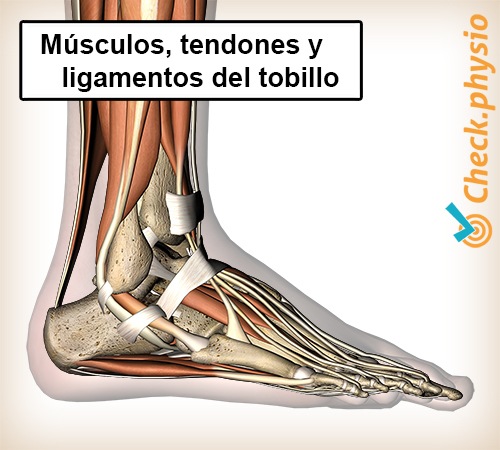 pie músculos laterales tendones ligamentos tobillo