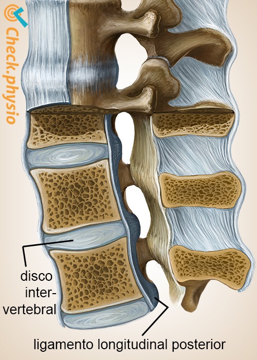 columna columna vertebral ligamento longitudinal posterior disco intervertebral