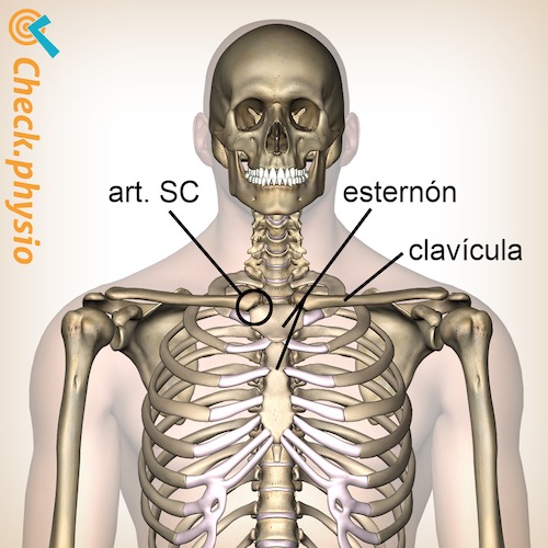 pecho articulación esternoclavicular ubicación esternón clavícula clavícula