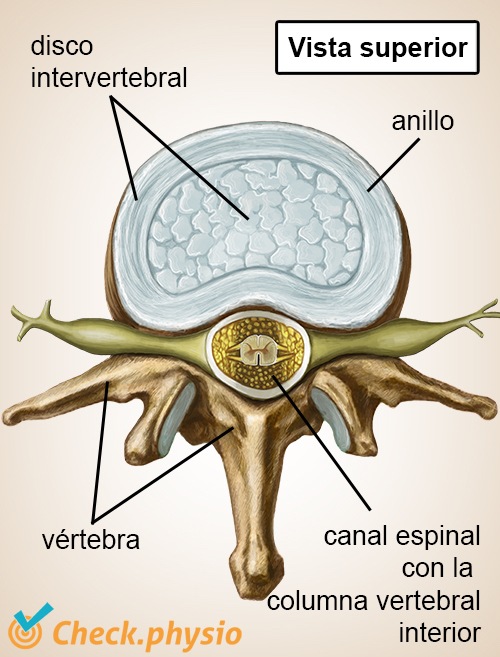 columna columna vertebral vista superior nervios del disco intervertebral