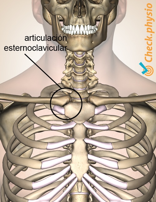 pecho esternón clavícula clavícula articulación sc