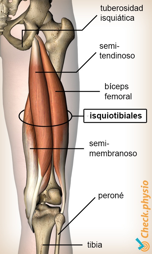 parte superior de la pierna muslo músculo isquiotibial semimembranosis bíceps femoral semitendinoso tubérculo isquiático
