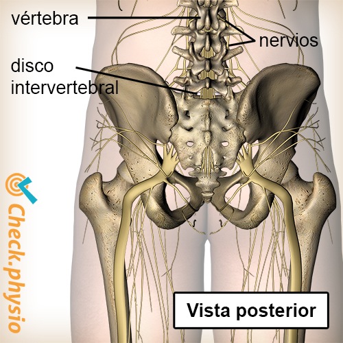 columna columna vertebral vértebra con nervio saliente disco intervertebral vista posterior