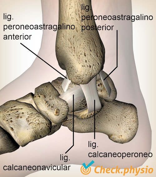 tobillo ligamentos deltoides anterior posterior tibiotalar tibiocalcáneo tibionavicular