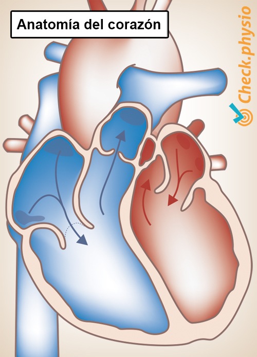 anatomía del corazón aurícula izquierda y derecha válvula arteria vena