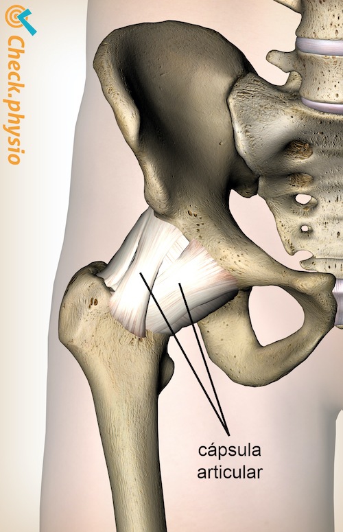 cadera cápsula articular