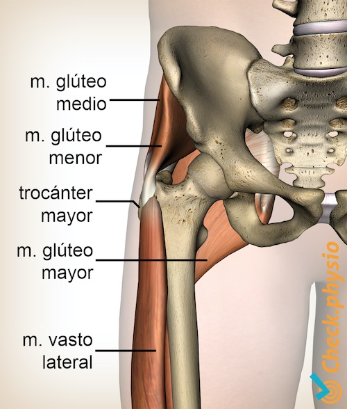 cadera glúteo medio menor mayor trocánter mayor vasto lateral