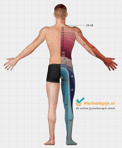 dermatomen-dorsaal-achterzijde.jpg