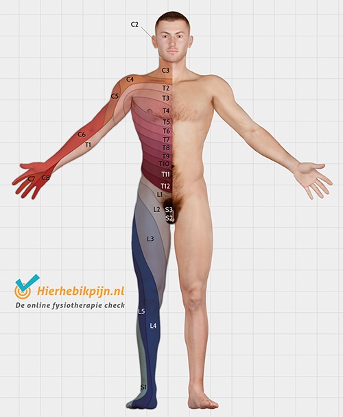 dermatomen-ventraal-voorzijde.jpg